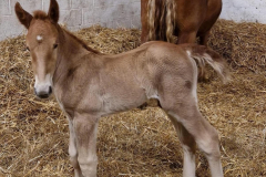 FOAL-2023-Colony-Jed