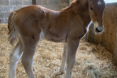 FOAL-2023-Top-Oth-Carrs-Appollo-Creed