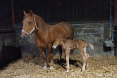 Grane-Valley-Angie-Foal