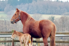 Lily-Rose-Foal