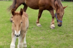 Cotswold-Farm-Parks-Filly-Foal-Name-to-be-confirmed-Dam-Holbeache-Lexy