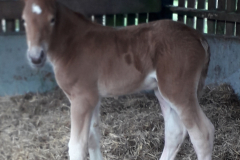 Filly-Foal-by-Holbeache-Pearl