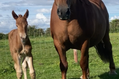 Filly-Foal-owned-By-Oli-Schooler-name-to-be-confirmed