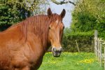 Northcote Horses and Animals