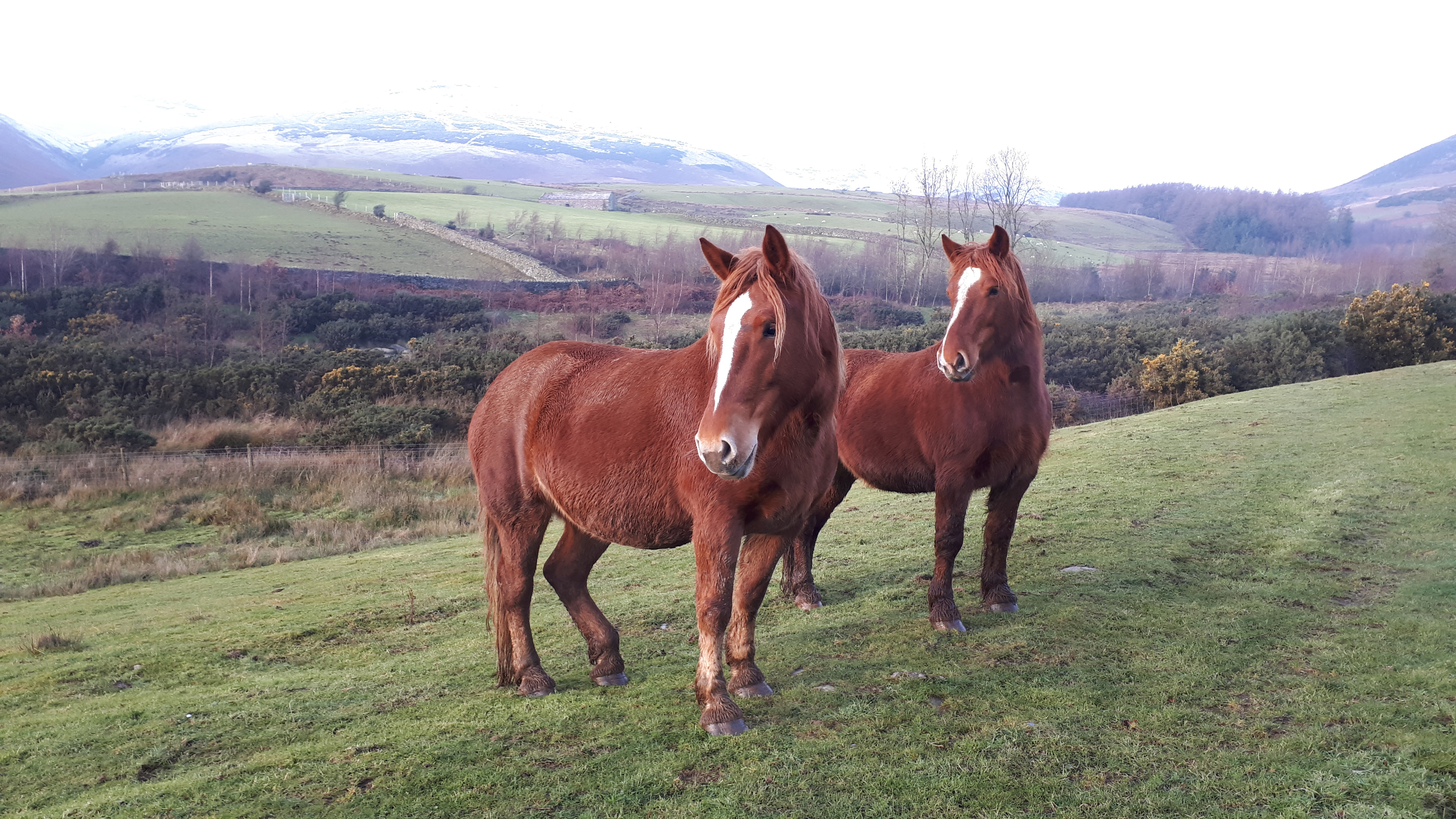 Cumbrian Heavy Horses