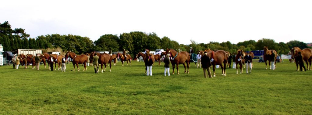 Grand parade and all horses