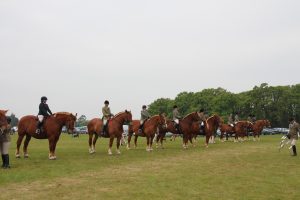 A magnificent line up of ridden Suffolks, eleven in total