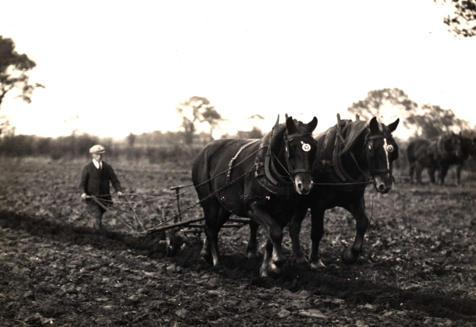 Suffolk Rural Equine About – Suffolk Horse Society