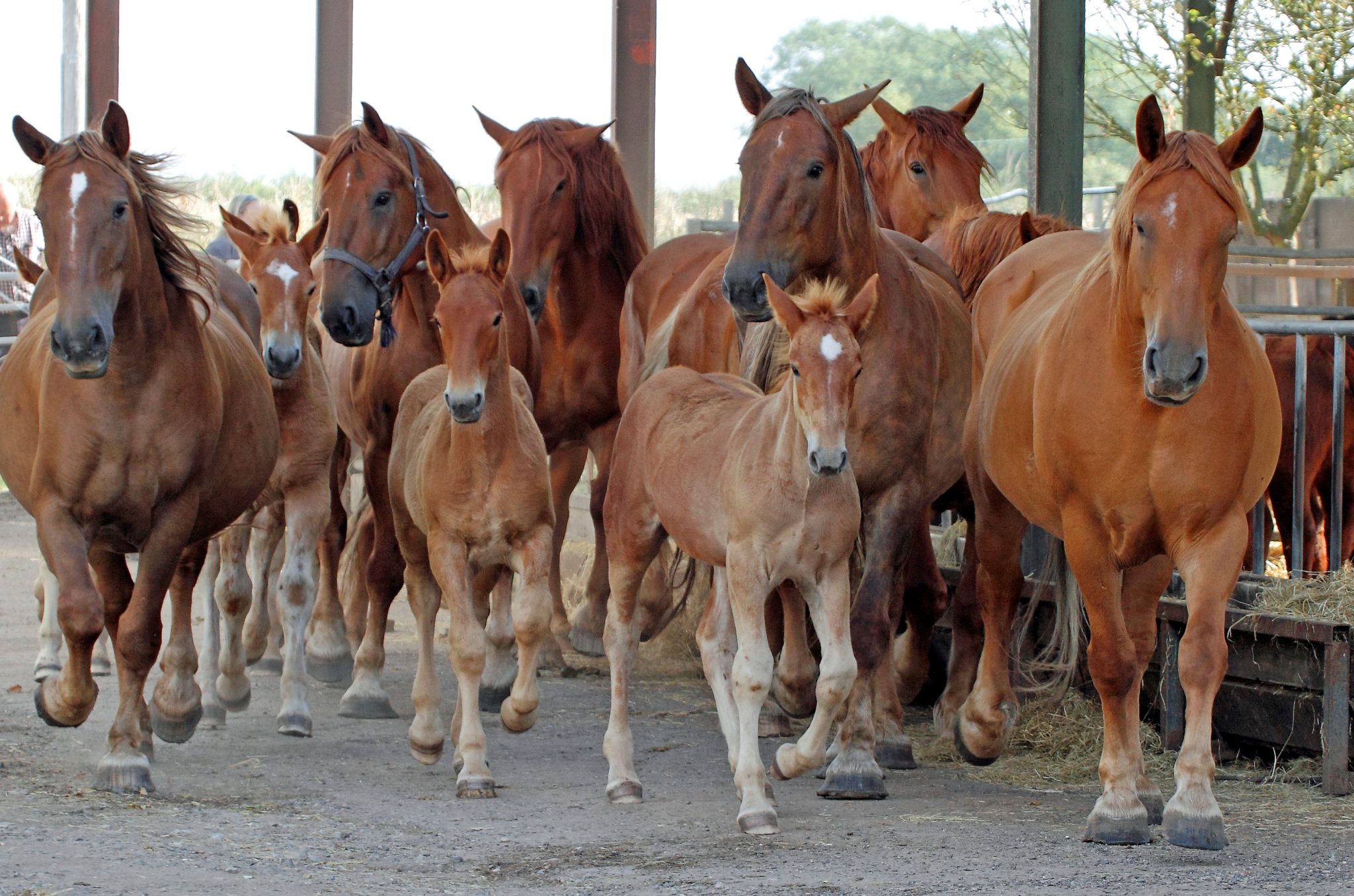 Suffolk Rural Equine Horse Breeders – Suffolk Horse Society