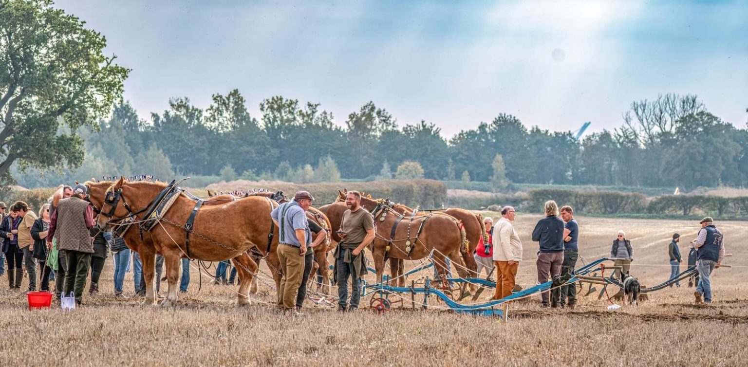 Suffolk Rural Equine About The Suffolk Horse – Suffolk Horse Society