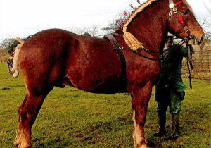 Pickworth Golden Thistle