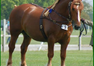 Thornfield Pendragon