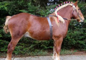 Tinglestone Cyclone James